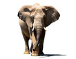 © oxie99 - Elefant isoliert auf weißem Hintergrund,Freisteller
