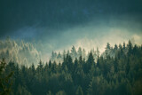 Fototapeta Mapy - Misty pine forest on the mountain slope in a nature reserve