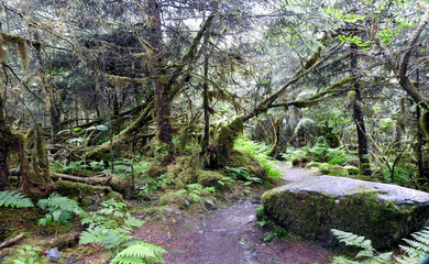 Sticker - Glacier Forest Trail, Juneau, Alaska, United States of America