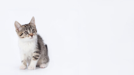 Wall Mural - Close up portrait of a cute Kitten.  Tiny Kitten on a light background. Baby cat looks away. Animal background. Tabby. Pets. Baby Kitten posing at camera. Pet care concept. Copy space. World pet day