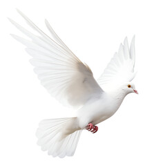 dove isolated on white