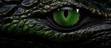 Fototapeta  - Close-up of the eyes of a crocodile or alligator.