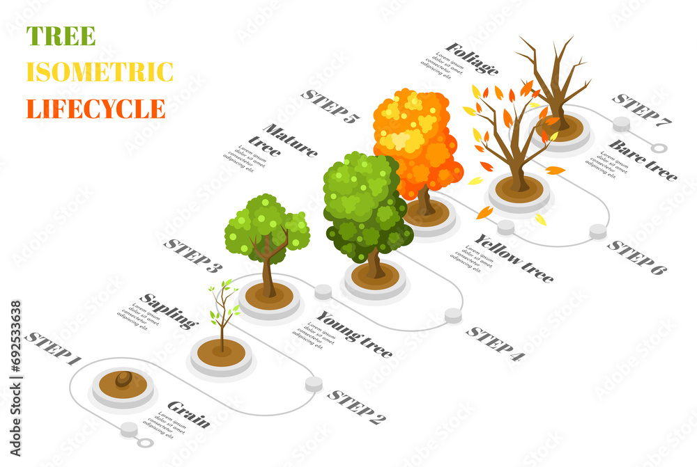 Tree isometric lifecycle flowchart Stock Illustration | Adobe Stock