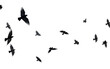 Avian Ballet Graceful Birds Flocking Together on a White or Clear Surface PNG Transparent Background