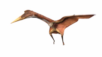 Wall Mural - quetzalcoatlus is flaping down in white background