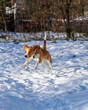 spacer z psami w zimę