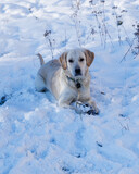 Fototapeta  - spacer z psami w zimę