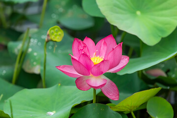 Wall Mural - Lotus flower blooming in the pond in summer