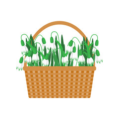 Wicker basket with snowdrop flowers on a white background. Floral background, card, spring illustration, vector