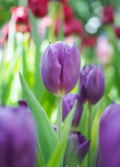 Wall Mural - Close up Purple tulip in the garden