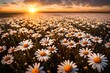 A dew-covered daisy field stretching to the horizon at sunrise.