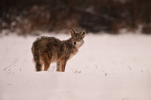 Winter Scene Of A Coyote Suffering With Mange Walking Through A Snow Covered Agriculture Field
