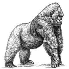 vintage engraving isolated gorilla set illustration ape ink sketch. monkey kong background primate s