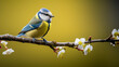 blue tit sitting on a branch with fresh flowers in spring 