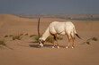 antelope/ Arabian oryx in the desert
