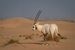 antelope/ Arabian oryx in the desert