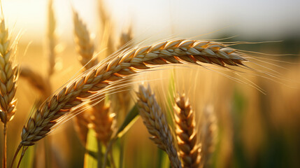 Canvas Print - Close-up of wheat ears against the background of a wheat field