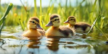 A Group Of Ducks Swimming In Water