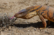 Monitor Lizard in Kyzyl Kum desert, Uzbekistan