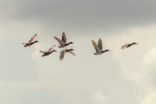 Flock Of Mallards Flying In The Sky Over Tunisia, Africa
