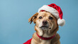dog wearing Santa hat on light blue background. backdrop with copy space