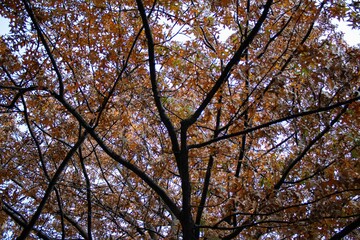 Poster - Majestic tree stands tall amidst a lush foliage of leaves in a beautiful open-air setting, Brooklyn