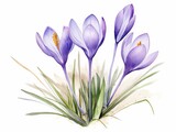 Fototapeta  - Beautiful vector image with nice watercolor hand drawn crocus flowers Generative AI