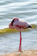 Resting Flamingo