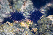 Sea Urchins in Costa Rica