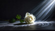 Rose auf dunklem Hintergrund mit Strahlen beleuchtet