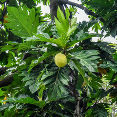 Ulu/Breadfruit on tree