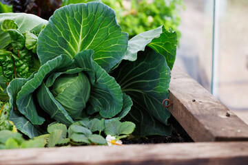 close up of copenhagen cabbage growing in a planter