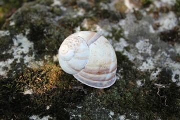 snail on the ground