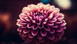 Vibrant dahlias bloom in nature bouquet, a gift of beauty generated by AI