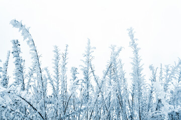 Wall Mural - grass covered of hoarfrost and snow in winter on a light sky background