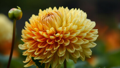 Canvas Print - Vibrant dahlia blossom, pink and yellow petals, nature decoration generated by AI