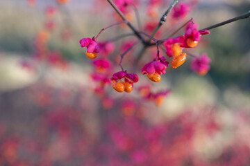 Poster - barberry close-up, beautiful autumn bright background for wallpaper and for designer blank