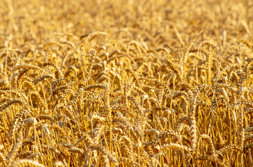 Wall Mural - Fields of wheat at the end of summer fully ripe