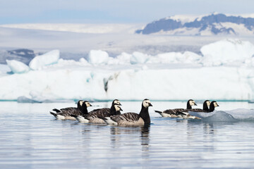 Wall Mural - Barnacle geese swimming on Jokulsarlon glacier lagoon in Iceland