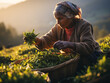 An Indian woman in traditional clothing picking tea on a tea plantation, AI generated