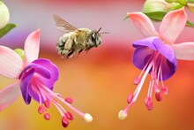 Spring Furry Bee (Anthophora Plumipes) In Flight On The Flowers Of A Fuchsia (Fuchsia L.), Macro Photo