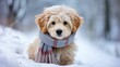 Charming dog with a comfortable hat and scarf on the winter background.