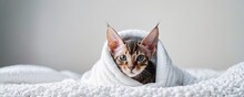 A Cute Little Tabby Kitten In A Soft White Blanket. Striped Cat Under A Warm Blanket On The Bed. Modern Bright Bedroom. Cosy Morning Photo With A Pet