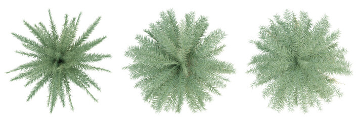 Sticker - Top view of phoenix sylvestris palm trees isolated on transparent background, 3d render illustration.