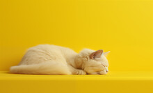 Cat Just Woke Up, Relaxed And Comfortable. Yellow Background. 