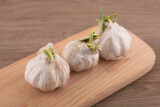 Fototapeta Miasto - Sprouted garlic on the cutting board