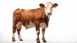 Collection of three cow portraits in different colours (black, brown, white) isolated on white background as transparent PNG, animal bundl