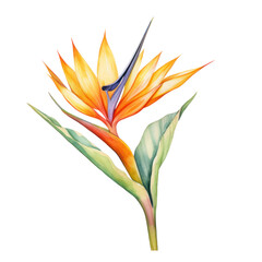 bird in paradise flower watercolor art illustration isolated on transparent background,transparency 