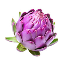 Purple Artichoke Isolated On Transparent Background,transparency 
