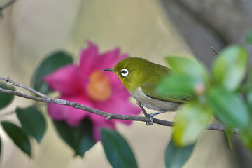 Wall Mural - white eye on a camelia folwer